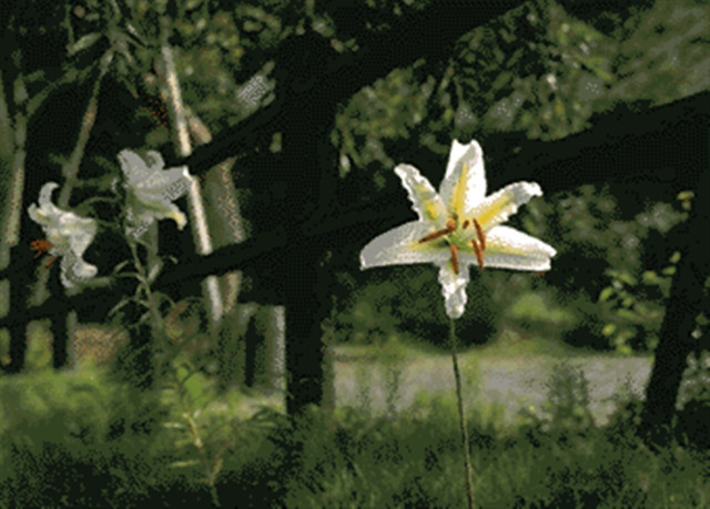 蓑毛自然観察の森